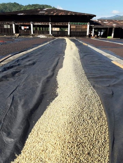 Coffee Drying Process