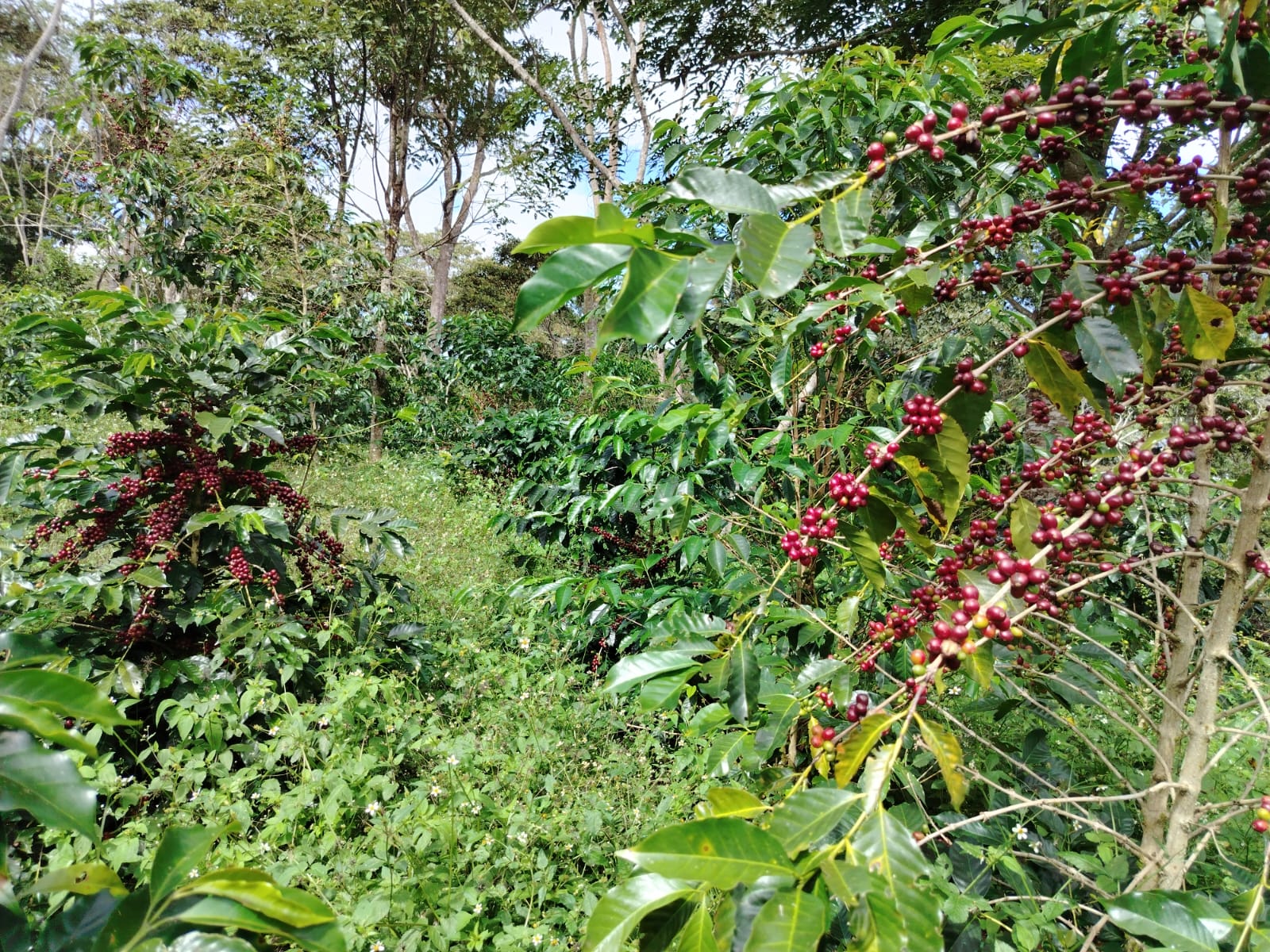 High-Altitude Coffee Plantations