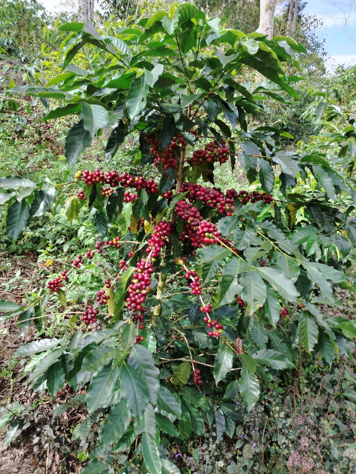 Organic Coffee Plants