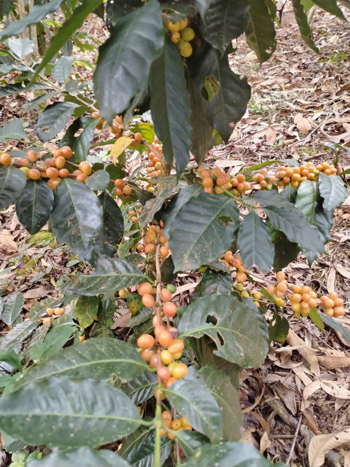 Organic Coffee Plants