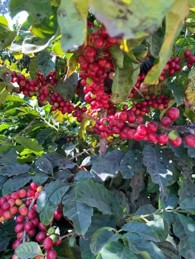 Hand-Picked Coffee Cherries