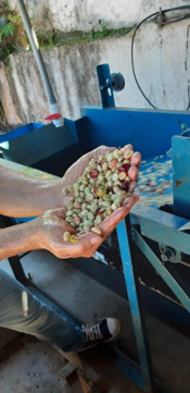 Coffee Processing