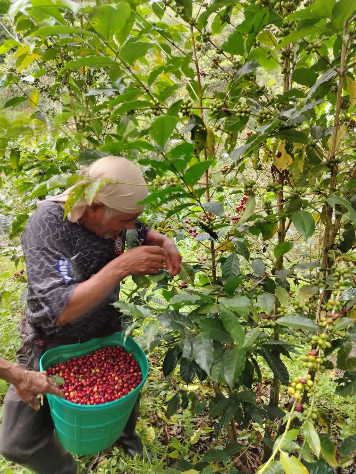 Coffee Workers
