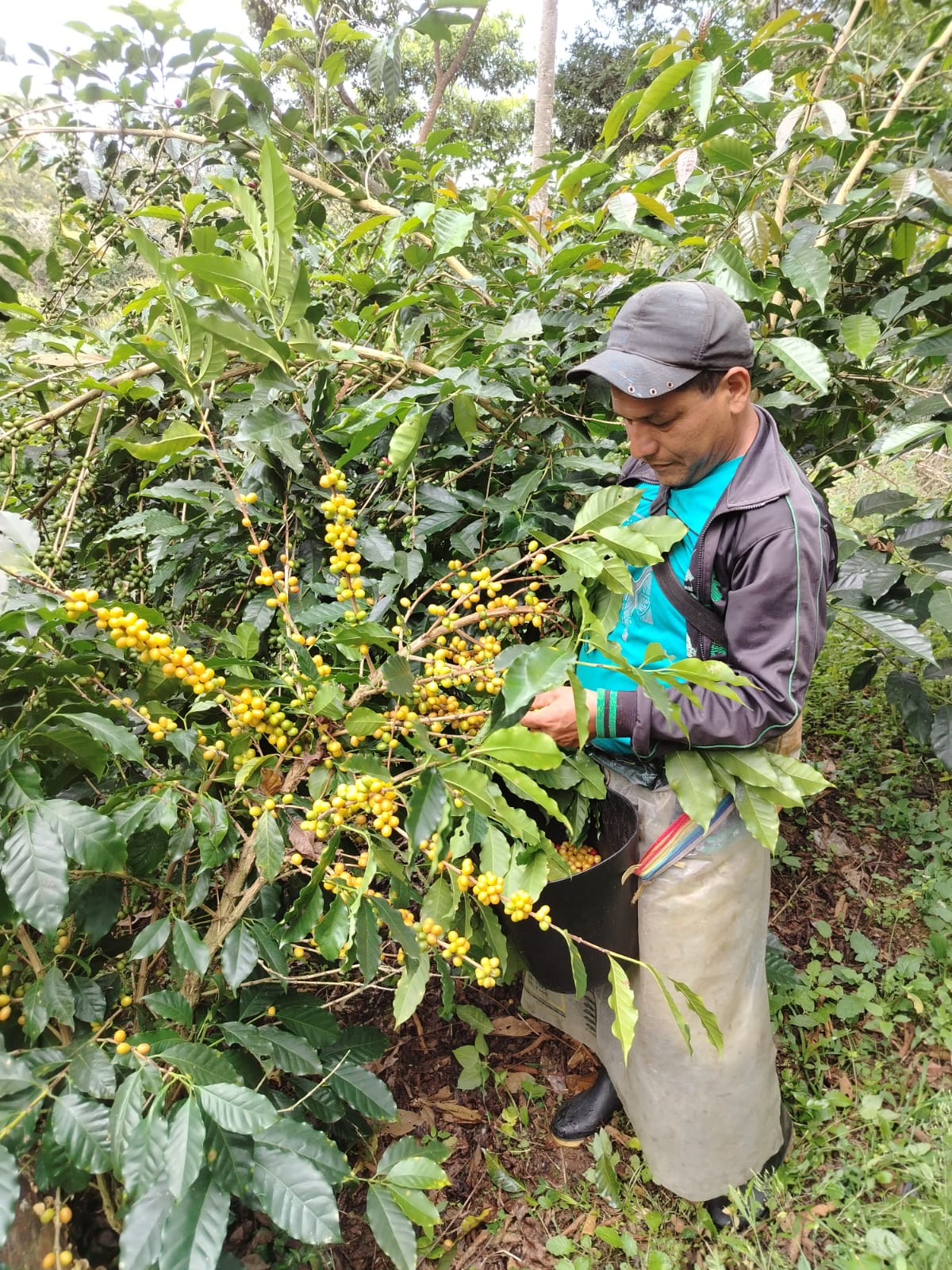 Coffee Cherry Picking